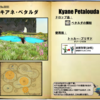【FF14】暁月フィールドモブNo.0091 「キアネ･ペタルダ(Kyane Petalouda)」