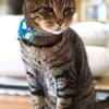 猛暑の8月ですが　楽しく過ごせますように☆