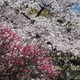 ハナモモとソメイヨシノ「中村神社」