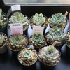 【エケベリア紹介 7】プリドニス・花うらら Echeveria pulidonis