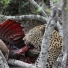 ヒョウ(Leopard)の食事