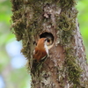 散歩で見かけた野鳥（６月）