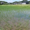 田んぼを観察して、明日の作業を考えた（田植え後２８日目）