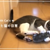 【大興奮】初めてネズミを目にした猫はこちらです...