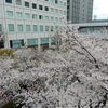 都内「目黒川」で満開の桜見物！！（１）