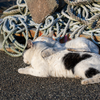 志摩諸島のねこさん