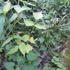 庭の野菜をいただいて猛暑を乗り切ります