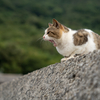 佐柳島のねこさん