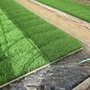 プール育苗'23～追肥し再度入水