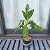 「アグラオネマ ピクタム」を栽培中。葉の模様が控え気味ですので、仕立てを工夫して派手に育てていきたいと思います