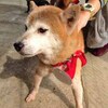 No.1353 いちみ （柴犬 6〜7歳位 ♀）