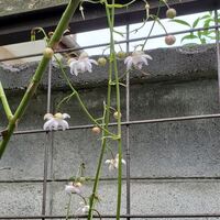 花期の長い花～レンゲショウマ＆ムクゲ、サルスベリ～