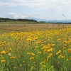 特定外来生物に指定されてる花だったの?!
