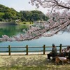 桜　藤山公園