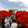 京都の絶景スポット。燃えるような赤いキリシマツツジが満開の長岡天満宮とか京都観光の穴場スポット青紅葉が美しい光明寺で長岡京市を満喫する