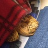 リクガメ　じょーたろーの睡眠