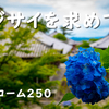 自粛あけにアジサイを見にVストローム250で県境をまたいでみた