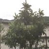 ビワの葉　膝痛　葉っぱ療法？