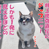パンチの基本は井上尚弥直伝の３連ジャブニャ！