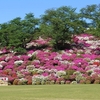 鯖江市文化センターで丹南地区吹奏楽祭。その前に、西山公園でツツジとレッサーパンダ。