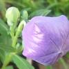 7/1 蕾がぷくっと：キキョウ、ユリ、ギボウシ