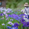 そろそろ見頃に：頼成の森の花しょうぶ