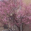 桜の花が🎵🌸🌸🌸