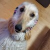 犬未経験者が飼育する大型犬：アフガンハウンドとの暮らし