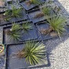 畑に地植えしていたアガベが押し合いへし合いになっていたので鉢上げ