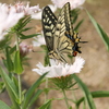 アゲハチョウ