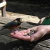 野鳥の森公園