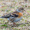 🦜野鳥の回【122】東大寺のカワセミと🆕79種類目アトリ（2月4日）