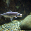 ゴライアスタイガーフィッシュ Hydrocynus goliath
