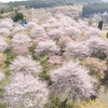 竹田市の春を彩る絶景！長湯温泉しだれ桜の里と『荒城の月』のモデル・岡城跡の桜