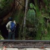 【山道を歩こう】縄文杉を目指して屋久島の原生林を一人で歩く