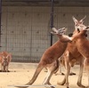 カンガルーの動画がまたバズってます！