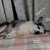 ３歳児のような12歳