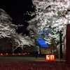 【桜満開】会津に住むおじさんが歩いて鶴ヶ城に夜桜を見に行った話。【お花見】