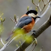 日本　2024年4月7日の野鳥と花