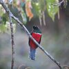 クビワキヌバネドリ(Collared Trogon)