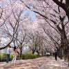 ソウルも桜が咲きました／2022年 春の新道林（シンドリム）にて