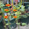 芽の整理に追われています