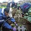 タマネギ苗植え　農業講座最終の作物