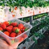 いちごの栄養と効能てなあに??いちごのつぶつぶはなあに??いちごの美味しい食べ方とは??美味しいいちごの選び方てなあに??