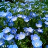 長居公園　長居植物園　ネモフェイラ　