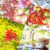 「味わいたい秋」の経過観察