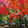 岡山後楽園