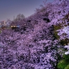 裏山　夜桜