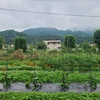 子宝薬師春の除草