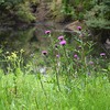 ノアザミ・野薊